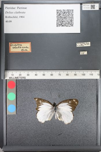 Media type: image;   Entomology 130236